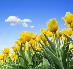 Poster de jardin Tulipe Gelbe Tulpen