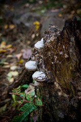 Tree fungus on the stump