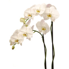 Fototapeta na wymiar Weiße Phalaenopsis