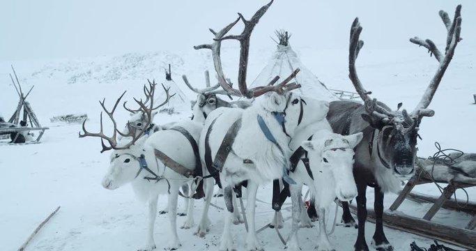 A band of reindeers standing besides sleigh and looking surroundings. 