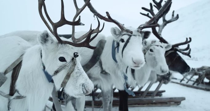 A group of hitched reindeers standing in front of a sled. Yamal. Shot on red epic 