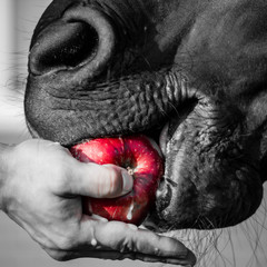 horse eating  an apple