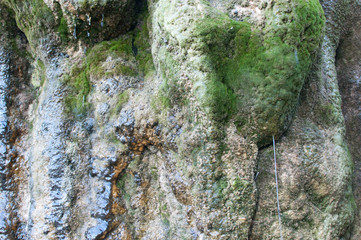 nature forms