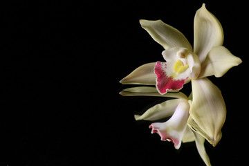 yellow orchid on black water background #2