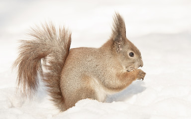 squirrel eating in winter