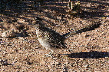 roadrunner