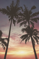 Obraz premium Silhouette of palm trees at sunset. Matte vintage photo processing.