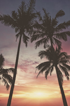 Silhouette of palm trees at sunset. Matte vintage photo processing.