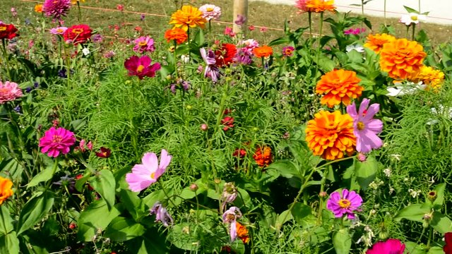 Various species of ornamental flowers in the garden
