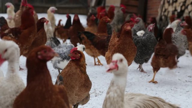 free-range poultry