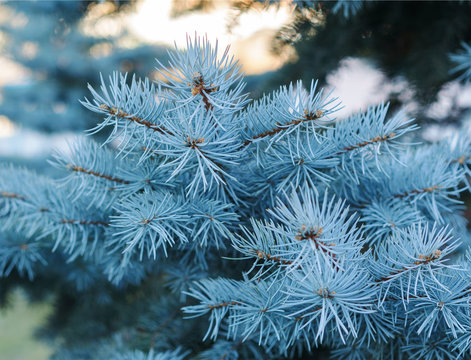 light blue branches of slender young fir tree