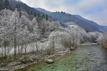 Fototapeta na wymiar Trees covered in hoar frost next to the Soca River near Tolmin in Primorska, Slovenia. 