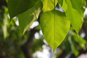 Bodhi or Peepal Leaf from the Bodhi tree with bokeh