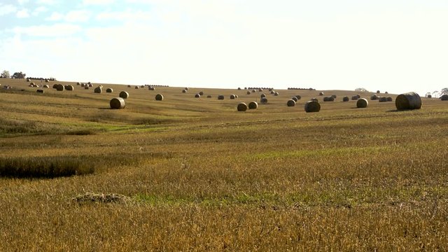 haystacks stand on the large field in the countryside