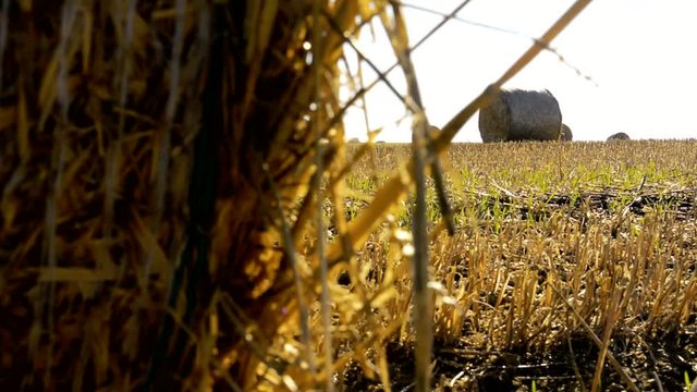 detail of the haystack on the large field