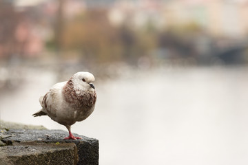 Pigeons of Prague , Charles Bridge