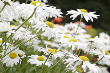 White daisies in a garden