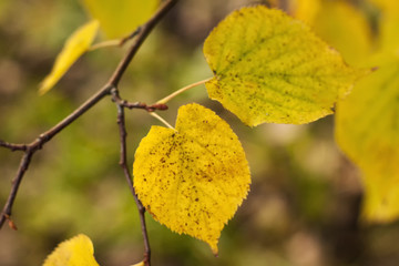 Leaves autumn morning