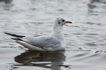 Seagull on the lake