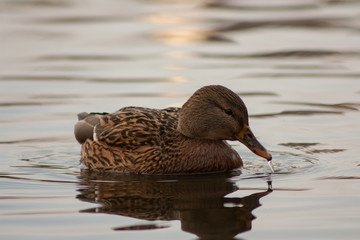 Duck on the lake.