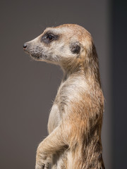 Meerkat