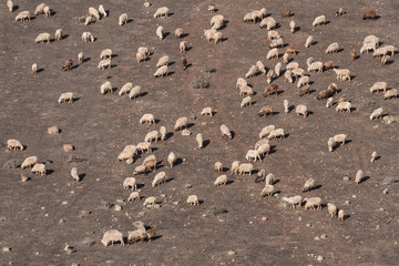 Schaf Herde in karger Landschaft aus Vogelperspektive