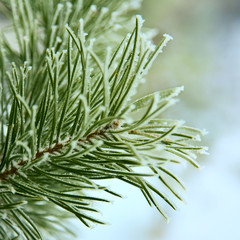 Fototapeta premium frost on pine tree