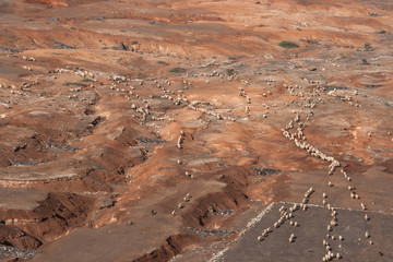 Schaf Herde in karger Landschaft aus Vogelperspektive