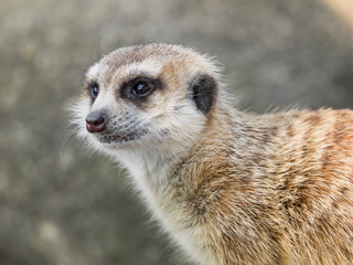Meerkat