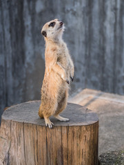 Meerkat standing on stump