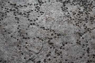 Bird trails in the nature reserve Hornborgasjöns in Sweden at summertime, Scandinavia 