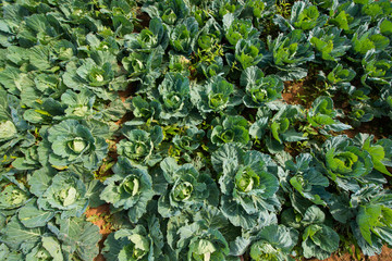 Cabbage planted on garden