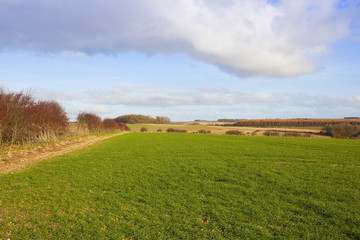 wheat crop and scenic farmland