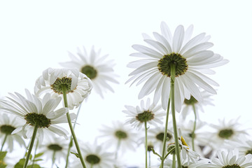 Low angle view of some white daisies in a garden