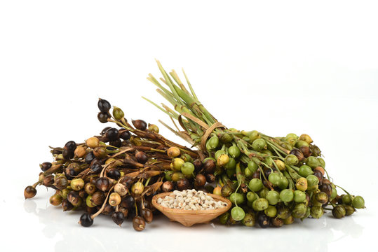 Millet, Adlay, Adlay millet, Job's tears, have medicinal properties.