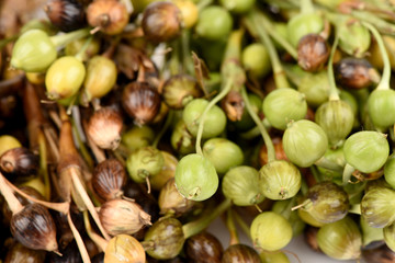 Millet, Adlay, Adlay millet, Job's tears, have medicinal properties.