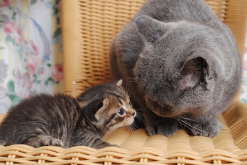 Naklejka na ściany i meble Serious adult British cat with a small kitten