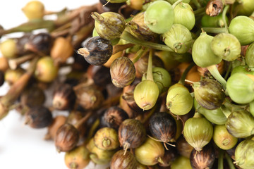 Millet, Adlay, Adlay millet, Job's tears, have medicinal properties.