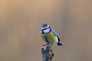 Blue tit - a small fashionista