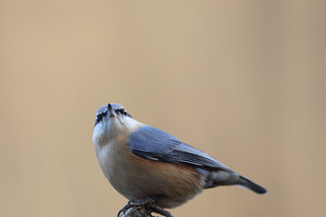 Portrait of an adult nuthatch