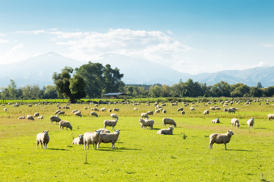 beautiful meadow with sheep in blue sky