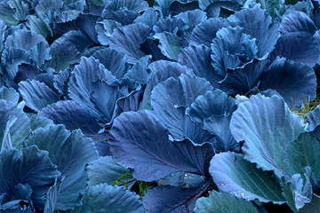 Fototapeta na wymiar cabbage farm