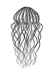 Jellyfish in line art style. Vector illustration. Design for col