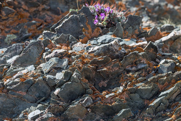 Obraz premium light red-brown, Lichens or rock fungus on a rock texture on Mountain in Ulgii : Mongolia .