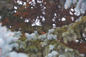 
Blue Christmas tree branches
