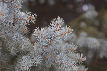 
Blue Christmas tree branches
