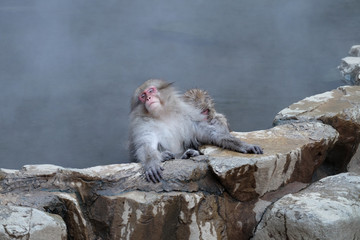 Fototapeta premium 温泉に入る猿 地獄谷