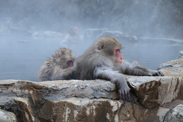 温泉に入る猿　　地獄谷