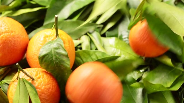 fresh orange fruits and leaves 