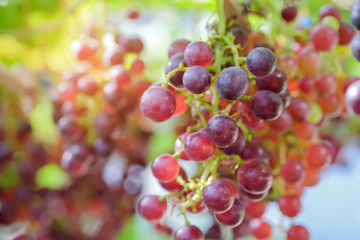 Grapes red in the  garden.